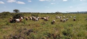 Sheep grazing